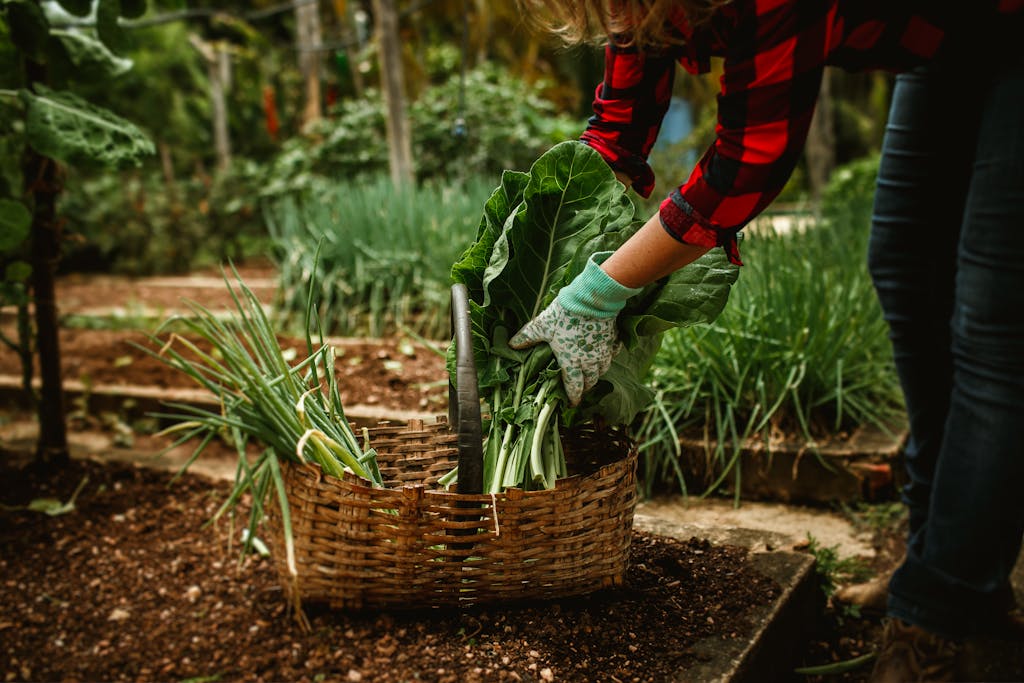 A woman is picking vegetables from a basket