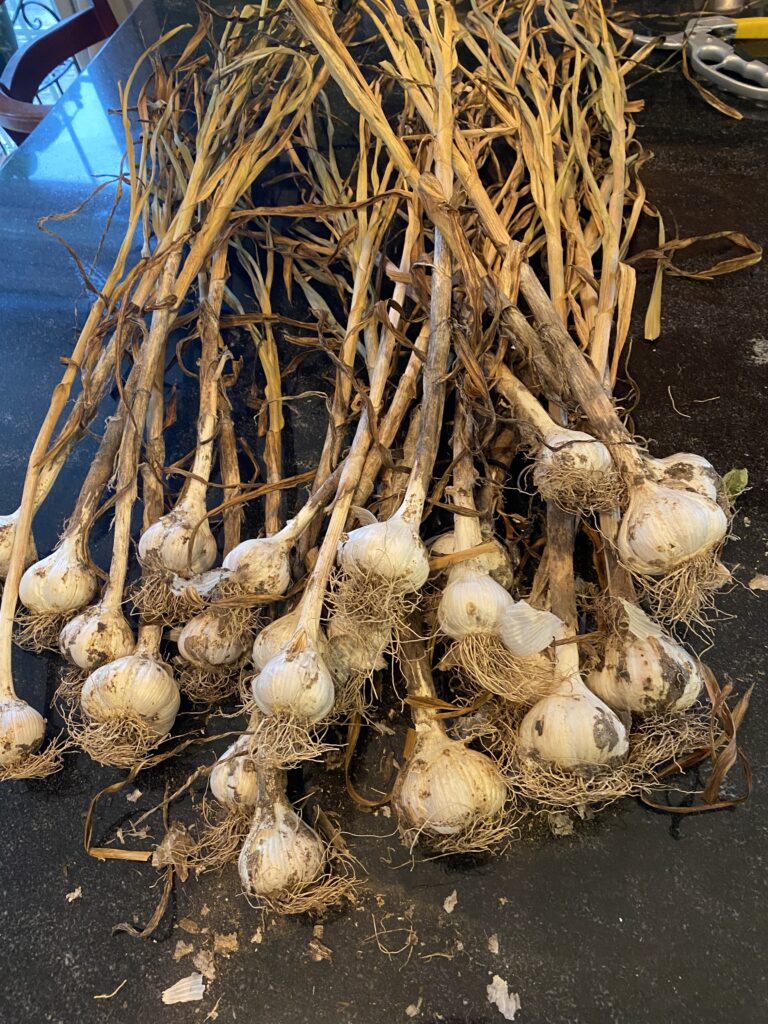 Cured Garlic Garden